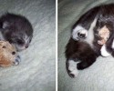 cats-growing-up-before-and-after-pictures-7