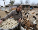 chinese-women-feed-1300-stray-dogs-2