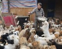 chinese-women-feed-1300-stray-dogs-4