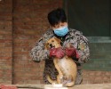 chinese-women-feed-1300-stray-dogs-5