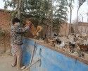 chinese-women-feed-1300-stray-dogs-6