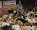 chinese-women-feed-1300-stray-dogs-7