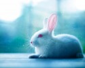 cute-bunnies-used-as-models-1