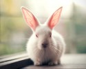 cute-bunnies-used-as-models-10