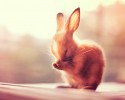 cute-bunnies-used-as-models-11