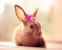 cute-bunnies-used-as-models-12