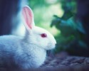cute-bunnies-used-as-models-16
