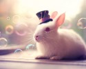 cute-bunnies-used-as-models-17