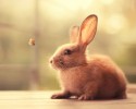 cute-bunnies-used-as-models-18