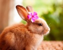 cute-bunnies-used-as-models-2