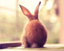 cute-bunnies-used-as-models-3