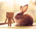 cute-bunnies-used-as-models-4