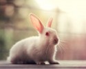 cute-bunnies-used-as-models-5