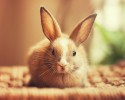 cute-bunnies-used-as-models-6