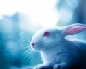 cute-bunnies-used-as-models-9