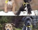 dogs-reliving-their-favoring-photo-moment-posted-at-awesomelycute-com-10