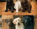 dogs-reliving-their-favoring-photo-moment-posted-at-awesomelycute-com-3