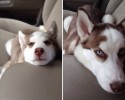 dogs-reliving-their-favoring-photo-moment-posted-at-awesomelycute-com-5
