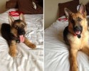dogs-reliving-their-favoring-photo-moment-posted-at-awesomelycute-com-8