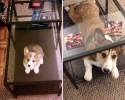 dogs-reliving-their-favoring-photo-moment-posted-at-awesomelycute-com-9