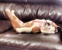dogs-who-fell-asleep-in-the-most-weird-of-ways-1