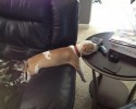 dogs-who-fell-asleep-in-the-most-weird-of-ways-16