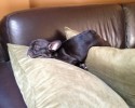dogs-who-fell-asleep-in-the-most-weird-of-ways-6