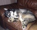 dogs-who-fell-asleep-in-the-most-weird-of-ways-9