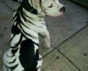 dogs-with-unique-coat-patterns-17