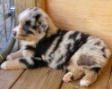 dogs-with-unique-coat-patterns-20