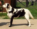 dogs-with-unique-coat-patterns-8