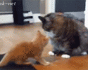 funny-animal-gifs-at-awesomelycute.com-11
