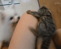funny-animal-gifs-at-awesomelycute.com-12