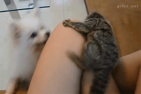https://www.awesomelycute.com/wp-content/uploads/2015/03/funny-animal-gifs-at-awesomelycute.com-12.gif