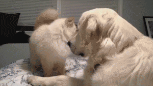 https://www.awesomelycute.com/wp-content/uploads/2015/03/funny-animal-gifs-at-awesomelycute.com-14.gif