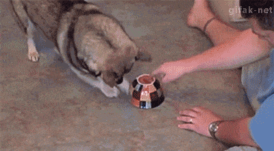 https://www.awesomelycute.com/wp-content/uploads/2015/03/funny-animal-gifs-at-awesomelycute.com-15.gif