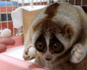 funny-animal-gifs-at-awesomelycute.com-5