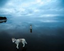 husky-walking-on-crystal-clear-frozen-lake-10