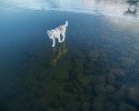 husky-walking-on-crystal-clear-frozen-lake-13
