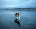 husky-walking-on-crystal-clear-frozen-lake-14