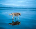 husky-walking-on-crystal-clear-frozen-lake-2