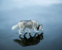 husky-walking-on-crystal-clear-frozen-lake-5