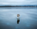 husky-walking-on-crystal-clear-frozen-lake-7