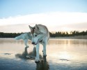 husky-walking-on-crystal-clear-frozen-lake-8