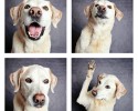 shelter-dogs-professionally-photographed-to-increase-adoption-rate-2