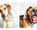shelter-dogs-professionally-photographed-to-increase-adoption-rate-4