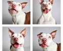 shelter-dogs-professionally-photographed-to-increase-adoption-rate-6