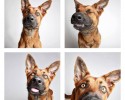 shelter-dogs-professionally-photographed-to-increase-adoption-rate-7