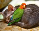 unlikely-animals-sleeping-together-posted-at-awesomelycute.com-1