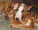 unlikely-animals-sleeping-together-posted-at-awesomelycute.com-10